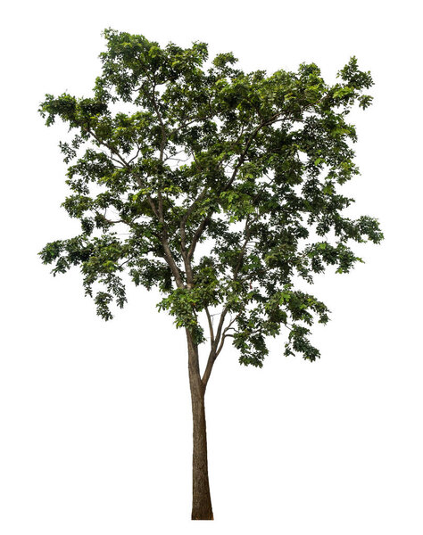 Green tree isolated on white background.