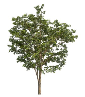 beyaz arkaplanda izole edilmiş yeşil ağaç.