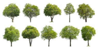 Koleksiyon ağacı özgün arkaplandan çıkarıldı ve seçilmesi kolay beyaz arkaplan ile değiştirildi