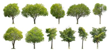 Koleksiyon ağacı özgün arkaplandan çıkarıldı ve seçilmesi kolay beyaz arkaplan ile değiştirildi.