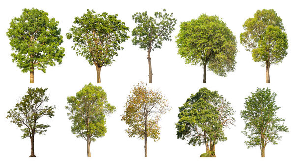 Árbol Colección Cortado Del Fondo Original Reemplazar Con Fondo Blanco — Foto de Stock