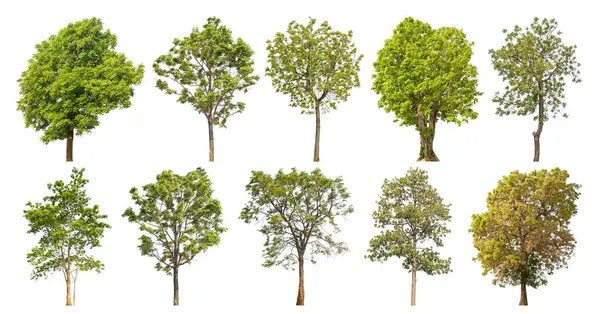 Koleksiyon ağacı özgün arkaplandan çıkarıldı ve seçilmesi kolay beyaz arkaplan ile değiştirildi.