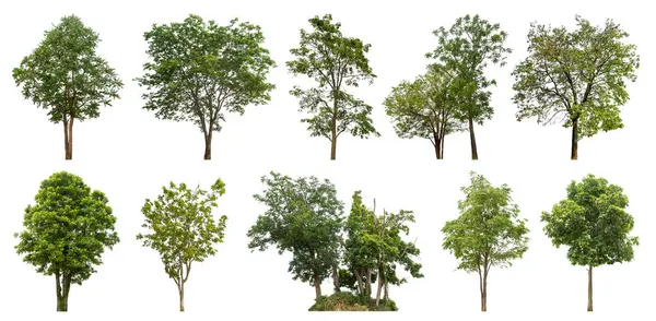 Collection tree cut out from original background and replace with white background for easy to selection.