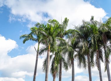 Parktaki palmiye ağaçları mavi gökyüzünün arka planında.