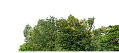 Yeşil ağaçlar beyaz arka planda izole edilmiştir. Yazın hem yazlık hem de kesme yolu ve alfa kanallı web sayfaları için orman ve yeşilliktir.