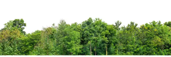 Yeşil ağaçlar beyaz arka planda izole edilmiştir. Yazın hem yazlık hem de kesme yolu ve alfa kanallı web sayfaları için orman ve yeşilliktir..