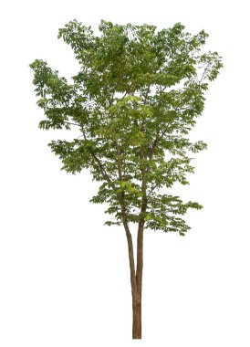 beyaz arkaplanda izole edilmiş yeşil ağaç.
