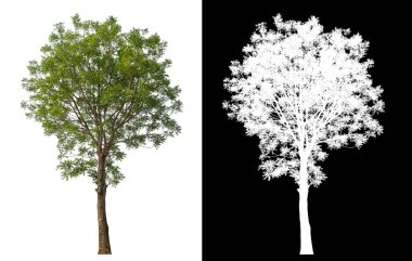 Siyah arkaplanda kırpma yolu ve alfa kanalı olan izole edilmiş tek ağaç.