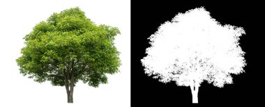 Siyah arkaplanda kırpma yolu ve alfa kanalı olan izole edilmiş yeşil ağaç.
