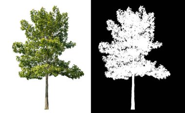 Siyah arkaplanda kırpma yolu ve alfa kanalı olan izole edilmiş yeşil ağaç.