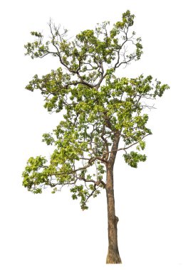 Kırpma yolu ve alfa kanalı ile beyaz arkaplanda izole edilmiş yeşil ağaç