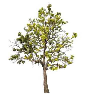 Kırpma yolu ve alfa kanalı ile beyaz arkaplanda izole edilmiş yeşil ağaç