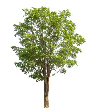 Kırpma yolu ve alfa kanalı ile beyaz arkaplanda izole edilmiş yeşil ağaç