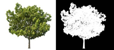 Siyah arkaplanda kırpma yolu ve alfa kanalı olan izole edilmiş yeşil ağaç.