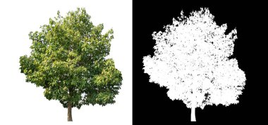 Siyah arkaplanda kırpma yolu ve alfa kanalı olan izole edilmiş yeşil ağaç.