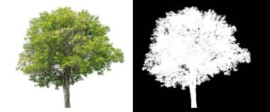 Siyah arkaplanda kırpma yolu ve alfa kanalı olan izole edilmiş yeşil ağaç.