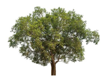 beyaz arkaplanda izole edilmiş yeşil ağaç.