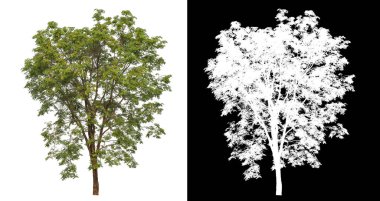 Siyah arkaplanda kırpma yolu ve alfa kanalı olan izole edilmiş tek ağaç.
