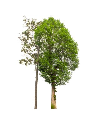 Beyaz arkaplanda izole edilmiş ağaç hem yazdırma hem de web sayfaları için uygundur