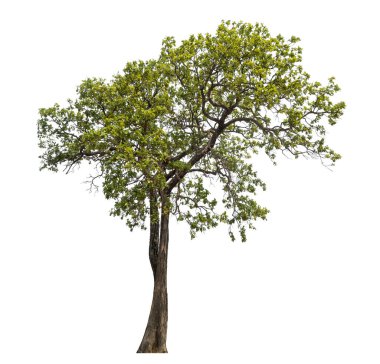 Beyaz arkaplanda izole edilmiş ağaç.