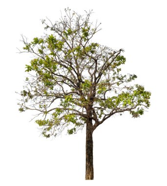 beyaz arkaplanda izole edilmiş yeşil ağaç.