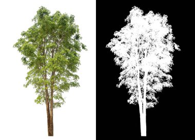 Siyah arkaplanda kırpma yolu ve alfa kanalı olan izole edilmiş tek ağaç.