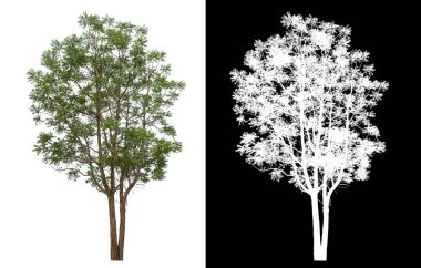Siyah arkaplanda kırpma yolu ve alfa kanalı olan izole edilmiş tek ağaç.