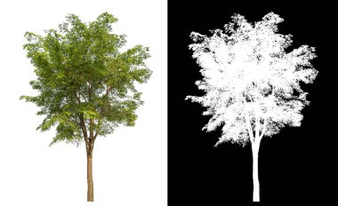 Siyah arkaplanda kırpma yolu ve alfa kanalı olan izole edilmiş tek ağaç.