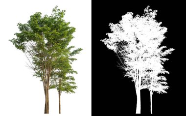 Siyah arkaplanda kırpma yolu ve alfa kanalı olan izole edilmiş tek ağaç.