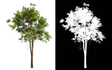Siyah arkaplanda kırpma yolu ve alfa kanalı olan izole edilmiş tek ağaç.