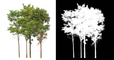 Siyah arkaplanda kırpma yolu ve alfa kanalı olan izole edilmiş tek ağaç.