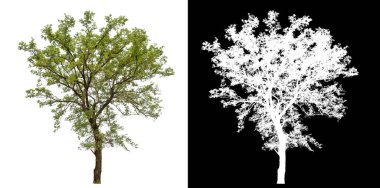 Siyah arkaplanda kırpma yolu ve alfa kanalı olan izole edilmiş tek ağaç.