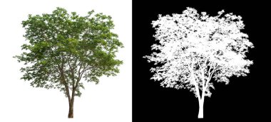 Siyah arkaplanda kırpma yolu ve alfa kanalı olan izole edilmiş tek ağaç.
