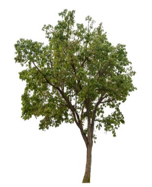beyaz arkaplanda izole edilmiş yeşil ağaç.