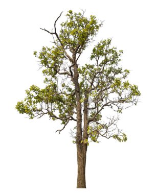 Beyaz arkaplanda izole edilmiş ağaç.