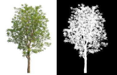 Siyah arkaplanda kırpma yolu ve alfa kanalı olan izole edilmiş tek ağaç.