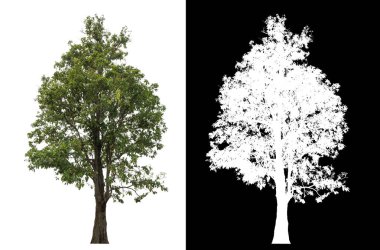 Siyah arkaplanda kırpma yolu ve alfa kanalı olan izole edilmiş tek ağaç.