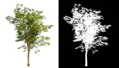 Siyah arkaplanda kırpma yolu ve alfa kanalı olan izole edilmiş tek ağaç.