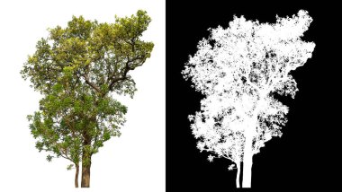 Siyah arkaplanda kırpma yolu ve alfa kanalı olan izole edilmiş tek ağaç.