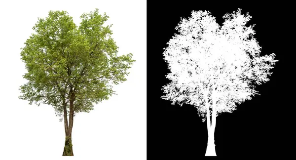 Siyah arkaplanda kırpma yolu ve alfa kanalı olan izole edilmiş tek ağaç.