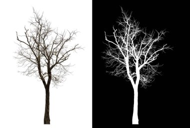 Siyah arkaplanda kırpma yolu ve alfa kanalı olan izole edilmiş tek ağaç.