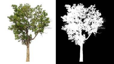 Siyah arkaplanda kırpma yolu ve alfa kanalı olan izole edilmiş tek ağaç.