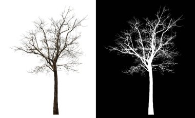 Siyah arkaplanda kırpma yolu ve alfa kanalı olan izole edilmiş tek ağaç.