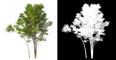 Siyah arkaplanda kırpma yolu ve alfa kanalı olan izole edilmiş tek ağaç.