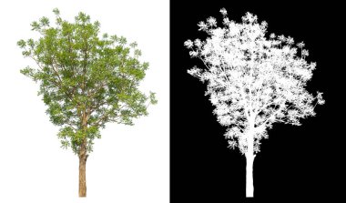 Siyah arkaplanda kırpma yolu ve alfa kanalı olan izole edilmiş tek ağaç.