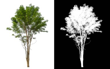 Siyah arkaplanda kırpma yolu ve alfa kanalı olan izole edilmiş tek ağaç.