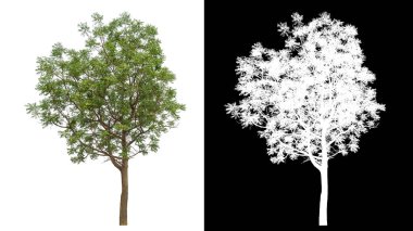 Siyah arkaplanda kırpma yolu ve alfa kanalı olan izole edilmiş tek ağaç