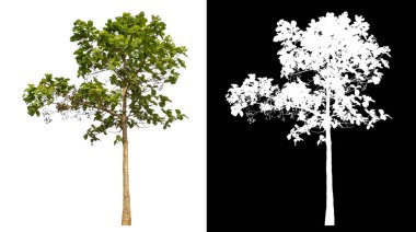 Siyah arkaplanda kırpma yolu ve alfa kanalı olan izole edilmiş tek ağaç.