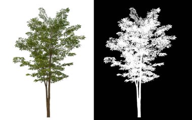 Siyah arkaplanda kırpma yolu ve alfa kanalı olan izole edilmiş tek ağaç.
