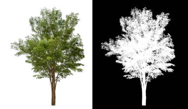 Siyah arkaplanda kırpma yolu ve alfa kanalı olan izole edilmiş tek ağaç.